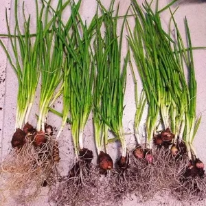Walking Onion Plants Live - 3 Count, 5-10 Inches Tall, Well Rooted, Outdoor - Image 2