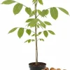 Walnut Tree Live Plant 1-3 Ft Tall - Fast Growing Nut Tree for Outdoor Gardens - Image 1