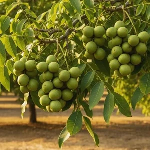 Walnut Tree Live Plant - 2 Feet Tall Cold Hardy Fruit Tree for Gardening - Image 2