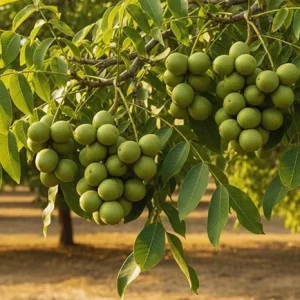 Walnut Tree Live Plant - 2 Feet Tall Cold Hardy Fruit Tree for Gardening - Image 1