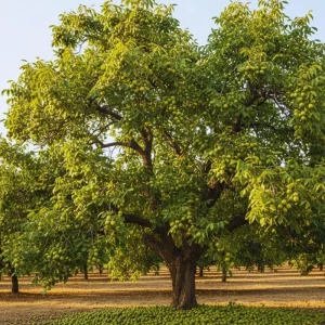 Walnut Tree Live Plant - 2 Feet Tall, Cold Hardy Fruit for Outdoor Garden - Image 3