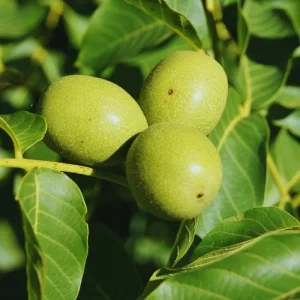 Walnut Tree Live Plant - 2 Feet Tall, Cold Hardy Fruit for Outdoor Garden - Image 4