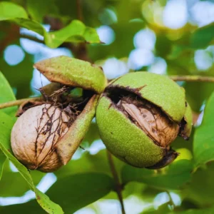 Walnut Tree Live Plant - 2 Feet Tall, Cold Hardy Fruit for Outdoor Garden - Image 5