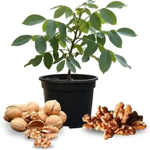 Walnut Tree Plant – Live 1-3 Ft Tall – Hardy Nut Tree for Outdoor Growing - Image 2