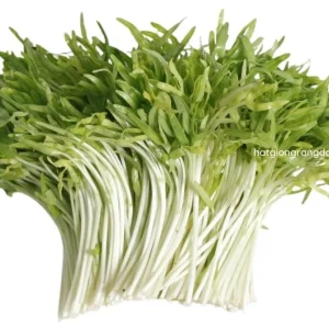 Water Spinach Seeds - 1000 Seeds (50g) for Planting - Ong Choy Vegetable - Image 2