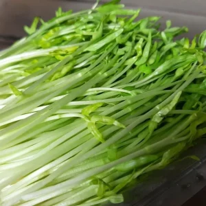 Water Spinach Seeds - 1000 Seeds (50g) for Planting - Ong Choy Vegetable - Image 4