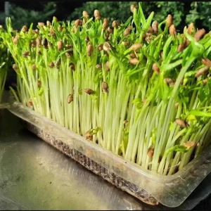 Water Spinach Seeds - 1000 Seeds (50g) for Planting - Ong Choy Vegetable - Image 6