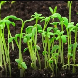 Water Spinach Seeds - 1000 Seeds (50g) for Planting - Ong Choy Vegetable - Image 7