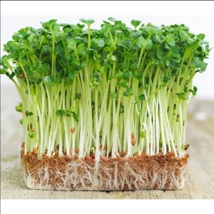 Water Spinach Seeds - 1000 Seeds (50g) for Planting - Ong Choy Vegetable - Image 1