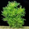 Water Wisteria Live Plant – 5-7 Stems for Freshwater Aquarium – Aquatic Plant - Image 1
