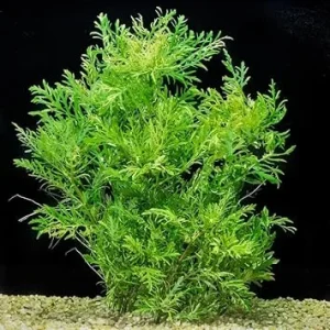 Water Wisteria Live Plant – 5-7 Stems for Freshwater Aquarium – Aquatic Plant - Image 1