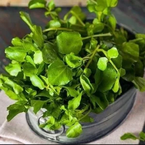 Watercress Seeds for Planting – 1500 Herb Seeds – Fresh Yellowcress - Image 2