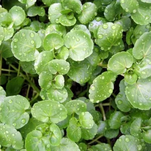 Watercress Seeds for Planting – 1500 Herb Seeds – Fresh Yellowcress - Image 3