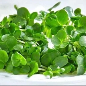 Watercress Seeds for Planting – 1500 Herb Seeds – Fresh Yellowcress - Image 4