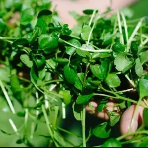 Watercress Seeds for Planting – 1500 Herb Seeds – Fresh Yellowcress - Image 5