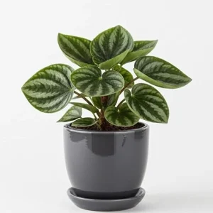Watermelon Peperomia Live Plant - 4 Inch Pot, Ornamental Indoor Houseplant - Image 5