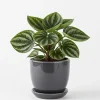 Watermelon Peperomia Live Plant - 4 Inch Pot, Ornamental Indoor Houseplant - Image 1