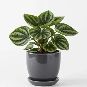 Watermelon Peperomia Live Plant - 4 Inch Pot, Ornamental Indoor Houseplant - Image 1