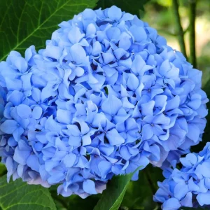 Well-Rooted Hydrangea Live Plant - Deep Pink Shrub, 2.5 Inch Pot, Outdoor Perennial - Image 2