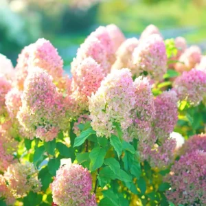 Well-Rooted Hydrangea Live Plant - Deep Pink Shrub, 2.5 Inch Pot, Outdoor Perennial - Image 4