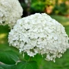 Well-Rooted Hydrangea Live Plant - Deep Pink Shrub, 2.5 Inch Pot, Outdoor Perennial - Image 1