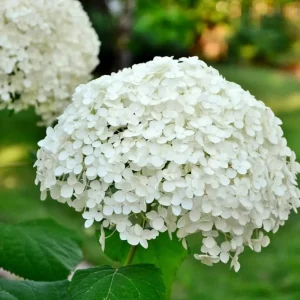 Well-Rooted Hydrangea Live Plant - Deep Pink Shrub, 2.5 Inch Pot, Outdoor Perennial - Image 1