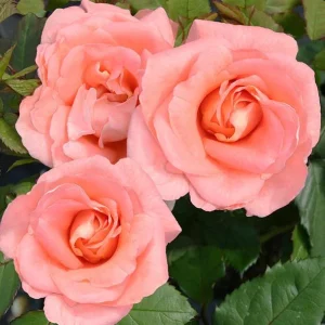 Westerland Climbing Rose Plant - Live Orange Apricot Fragrant Flowering Shrub 5-7 Inch Tall - Image 2