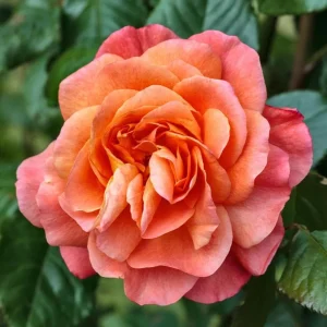 Westerland Climbing Rose Plant - Live Orange Apricot Fragrant Flowering Shrub 5-7 Inch Tall - Image 3