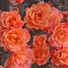 Westerland Climbing Rose Plant - Live Orange Apricot Fragrant Flowering Shrub 5-7 Inch Tall - Image 1