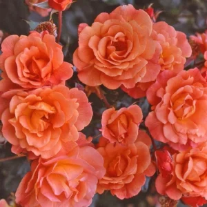 Westerland Climbing Rose Plant - Live Orange Apricot Fragrant Flowering Shrub 5-7 Inch Tall - Image 1