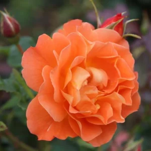 Westerland Climbing Rose Plant - Live Orange Apricot Fragrant Flowering Shrub 5-7 Inch Tall - Image 4