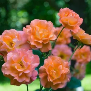 Westerland Climbing Rose Plant - Live Orange Apricot Fragrant Flowering Shrub 5-7 Inch Tall - Image 6