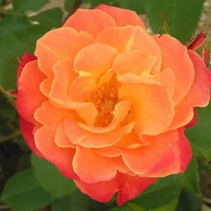 Westerland Climbing Rose Plant - Live Orange Apricot Fragrant Flowering Shrub 5-7 Inch Tall - Image 7