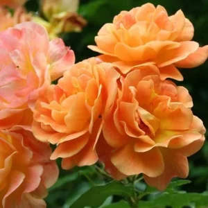 Westerland Climbing Rose Plant - Live Orange Apricot Fragrant Flowering Shrub 5-7 Inch Tall - Image 8