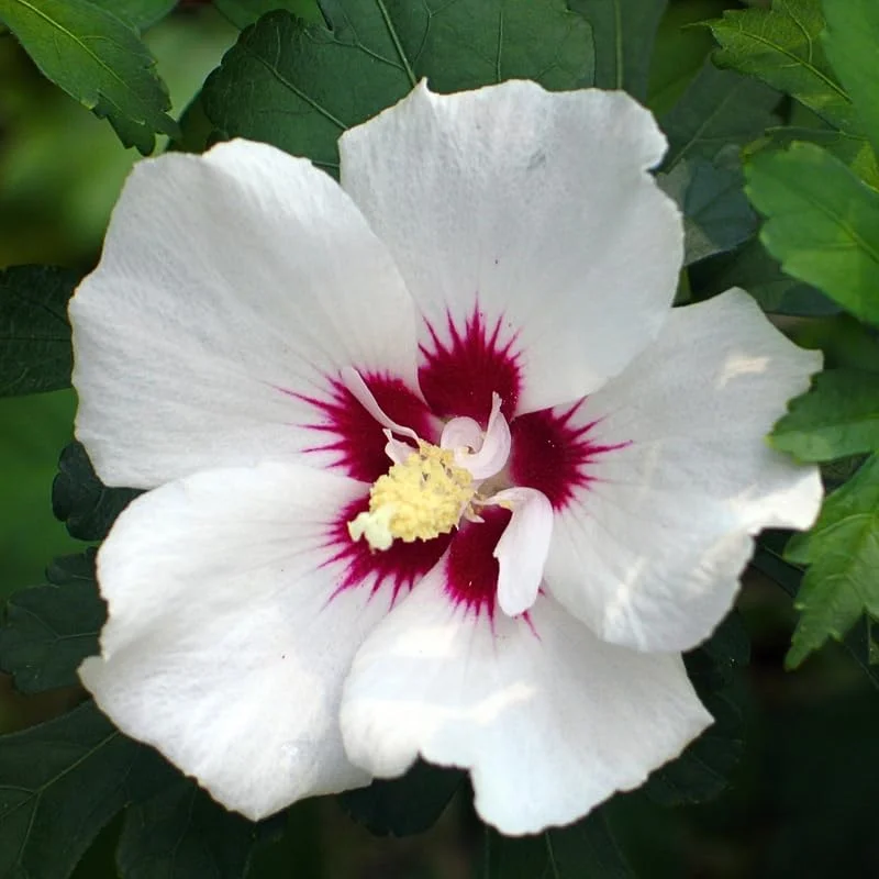 White Althea Rose of Sharon Live Plant 6-12 Inch Tall, Hardy Hibiscus Shrub Outdoor - Image 4
