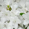 White Azalea Live Plant - 9 Months Old Shrub for Outdoor Growing - Image 1