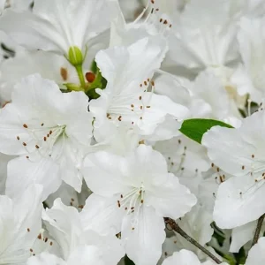 White Azalea Live Plant - 9 Months Old Shrub for Outdoor Growing - Image 6