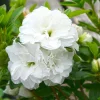 White Azalea Live Plant, Rhododendron Flowering Shrub for Outdoor Planting, 10 Inches Tall, Hardy Azalea Bush for Landscape and Garden - Image 1