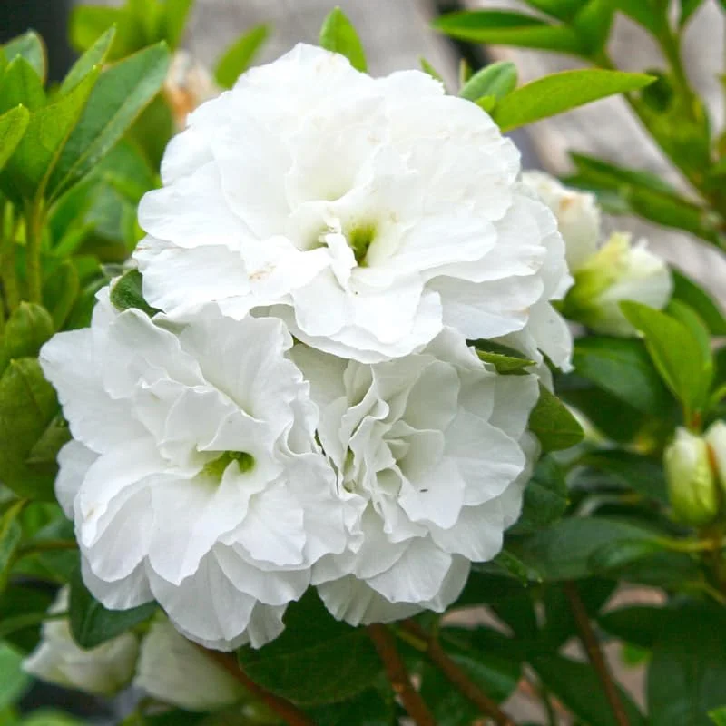 White Azalea Live Plant, Rhododendron Flowering Shrub for Outdoor Planting, 10 Inches Tall, Hardy Azalea Bush for Landscape and Garden - Image 1