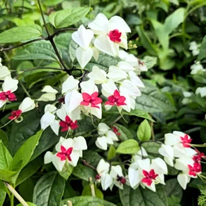 White Bleeding Heart Live Plants - Set of 2, 4-6 Inch Tall, Perennial Shade Flower - Image 2