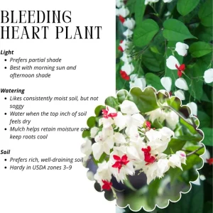 White Bleeding Heart Live Plants - Set of 2, 4-6 Inch Tall, Perennial Shade Flower - Image 5