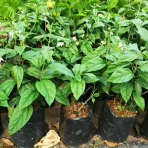 White Bleeding Heart Live Plants - Set of 2, 4-6 Inch Tall, Perennial Shade Flower - Image 6