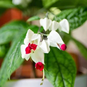 White Bleeding Heart Live Plants - Set of 2, 4-6 Inch Tall, Perennial Shade Flower - Image 8