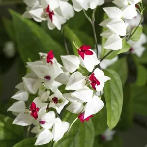 White Bleeding Heart Live Plants - Set of 2, 4-6 Inch Tall, Perennial Shade Flower - Image 9