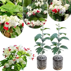 White Bleeding Heart Live Plants - Set of 2, 4-6 Inch Tall, Perennial Shade Flower - Image 1