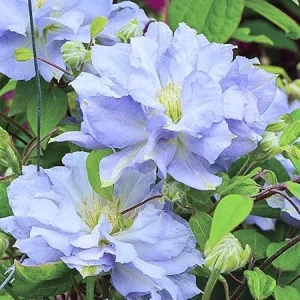 White Blue Clematis Vine Live Plant - Fragrant Perennial Flower in 2.5 Inch Pot - Image 1