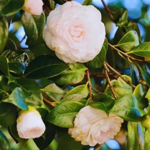 White Camellia Japonica Live Plant - 4 Inch Potted Bush, Fragrant Flower - Image 3