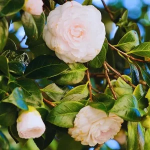 White Camellia Japonica Live Plant - 4 Inch Potted Bush, Fragrant Flower - Image 5