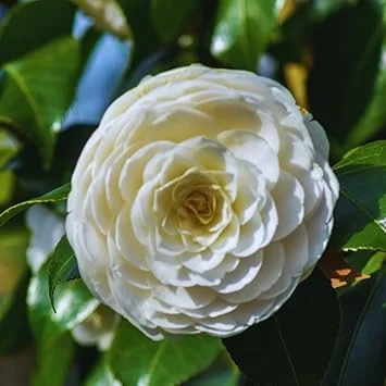 White Camellia Japonica Live Plant, 5-10 Inches Tall, Potted Bush, Outdoor - Image 2
