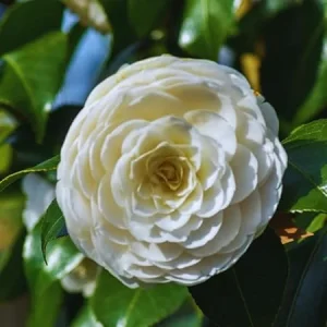 White Camellia Japonica Live Plant, 5-10 Inches Tall, Potted Bush, Outdoor - Image 4